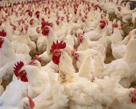 Que Es Frango En Brasil - Quais os principais destinos da carne de frango brasileira?