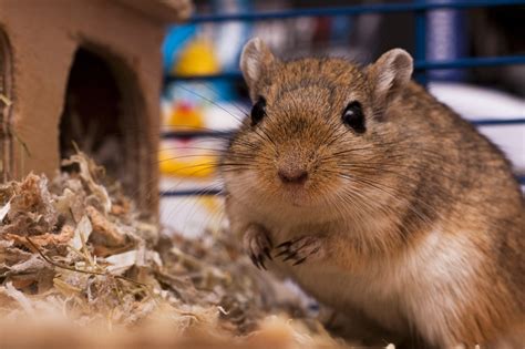 Mongoolse Gerbil - Ontdek meer over dit interessante knaagdier | zooplus
