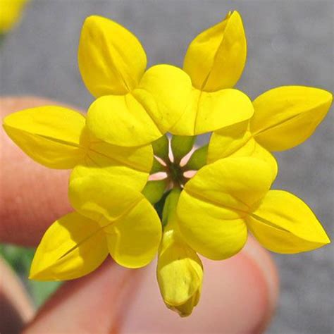 100 Birds Foot Trefoil Seeds - Welldales