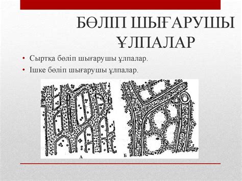 Зәр шығару жүйесі - презентация онлайн