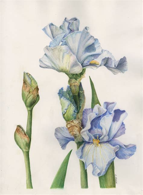Botanical Watercolor at PaintingValley.com | Explore collection of ...