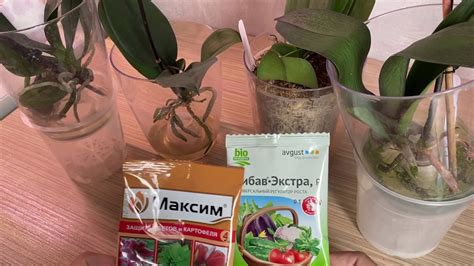 КОРНИ ОРХИДЕЙ РАСТУТ после ЭТИХ СРЕДСТВ стимуляция роста корней орхидеи ...