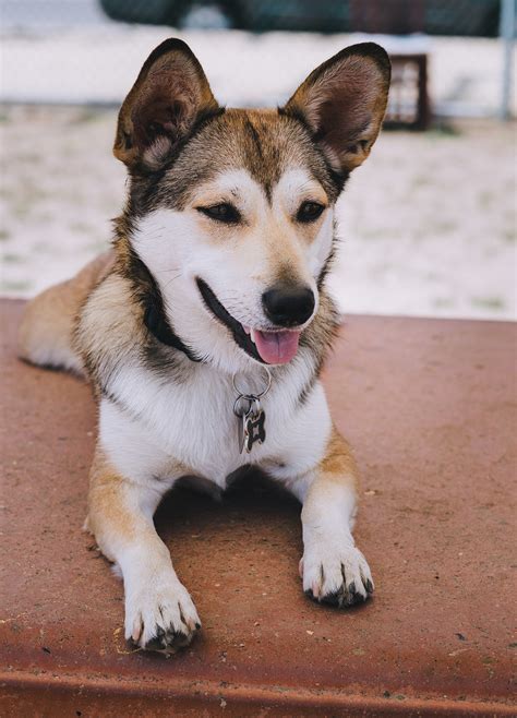 Husky Mix Puppies