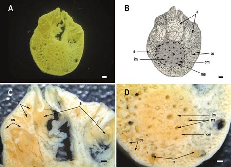 Paragorgia arborea, transverse section through branches. A, Section; B ...