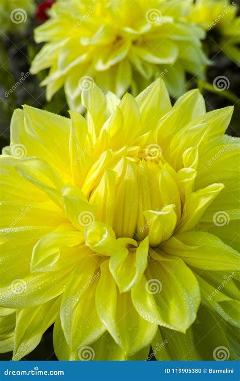 Yellow Dahlia Flower, Beautiful Bouquet Or Decoration From The G Stock ...