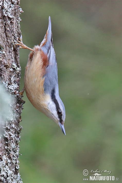 Sitta europaea Pictures, Nuthatch Images, Nature Wildlife Photos ...
