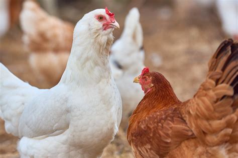 Local families love the rookery open farm northampton animal nursery 7