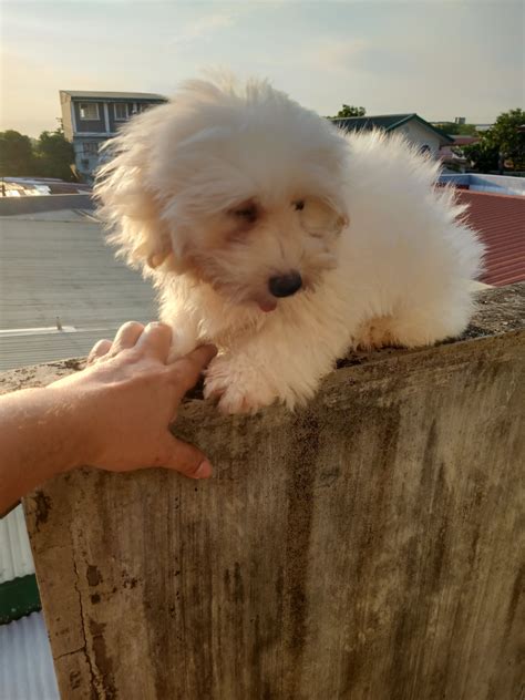 Coton de Tulear puppy - Pet Finder Philippines - Buy and Sell Pets Online