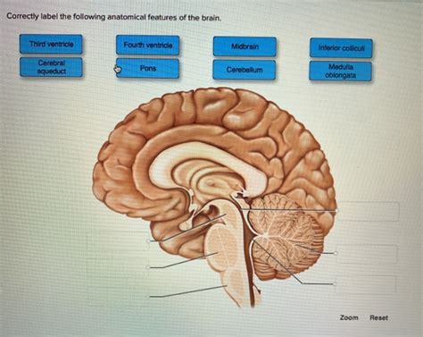 35 Correctly Label The Following Anatomical Features - vrogue.co