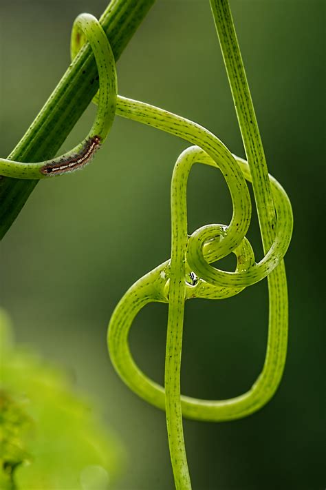 Усики гороха (много фото) - treepics.ru