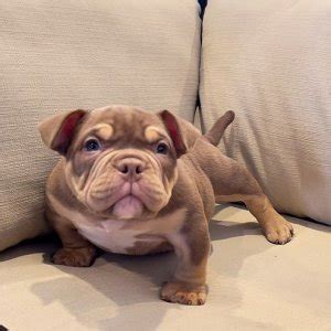 Micro Bully: The Miniature American Bully Breed Guide