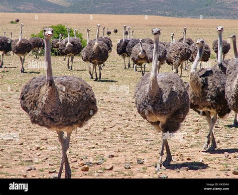 Group of ostriches near Heidelberg, Western Cape Province, South Africa ...