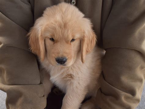 Puppies available – Sunlite Golden Retrievers