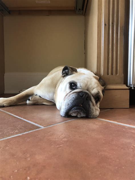 Dog days : r/Bulldogs