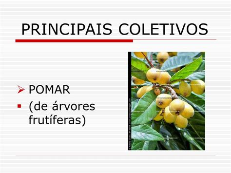 PPT - SUBSTANTIVOS COLETIVOS PowerPoint Presentation, free download ...