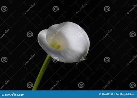 White Lily on Black Background. Stock Image - Image of horizontal, texture: 126698939