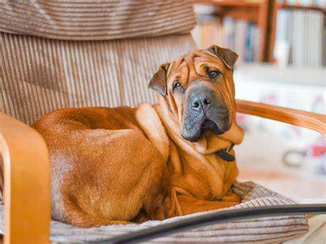 Does Advocate Kill Tapeworm In Dogs