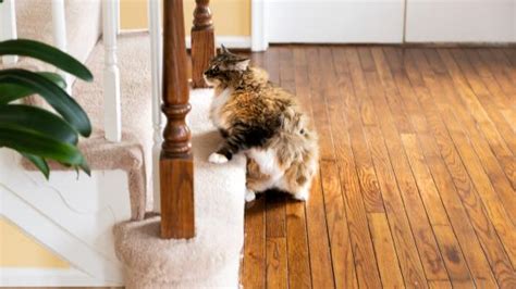 Пателарна луксация при котки - Стр.1 - DogsAndCats.bg