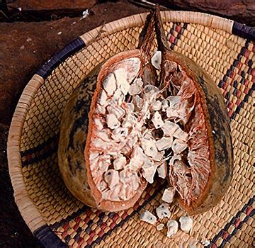 Баобаб – дерево и древесина – Adansonia digitata