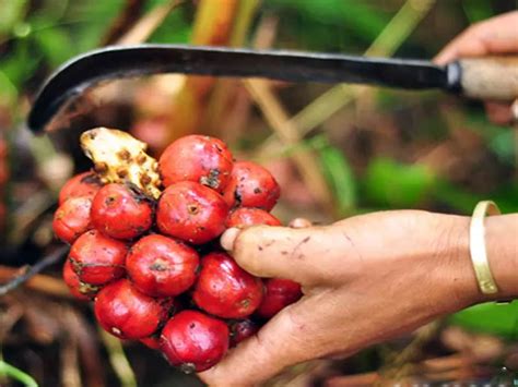 Thảo quả sấy khô