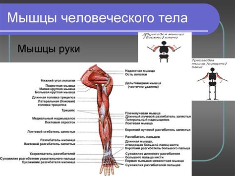 Строение и работа скелетных мышц. (8 класс) - презентация онлайн