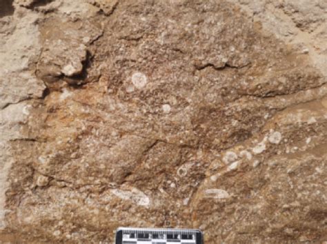 types  reef limestone  keziliqiman formation  packstone