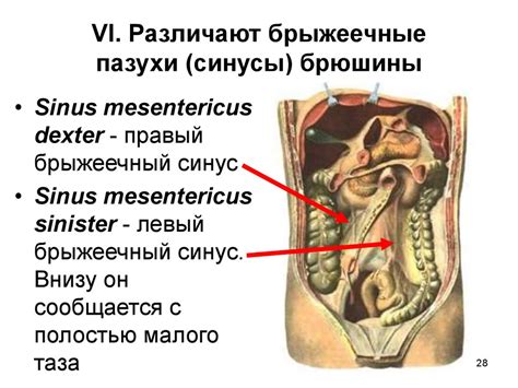 Функциональная анатомия брюшины - презентация онлайн