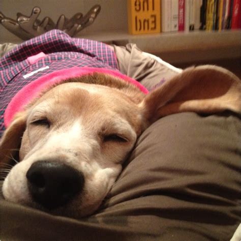 17 Best images about Sleepy, Sleeping Dogs on Pinterest | Funny, Nap ...