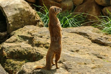The Portrait of Cute Mongoose Stock Image - Image of detail, garden ...