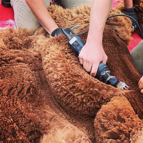 Professional Alpaca Shearers | Ebel Shearing Services