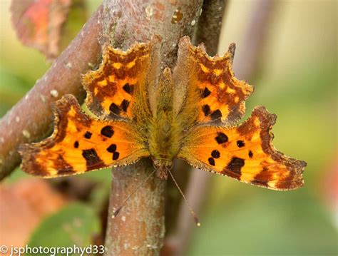 identify  uks  common butterfly species earthwatch europe