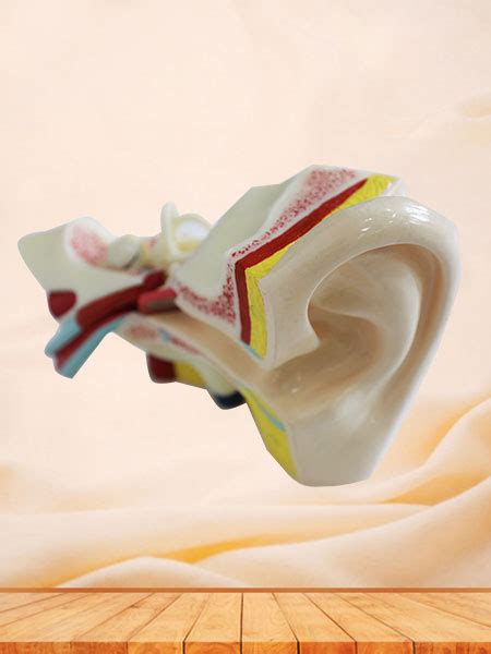ear soft silicone anatomy model