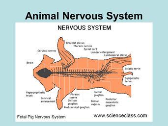 Pig Anatomy and Terminology - Mini Pig Info