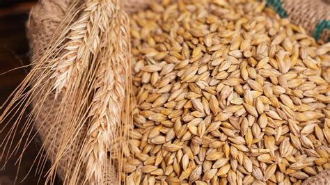 Orzo: proprietà e benefici | Altroconsumo