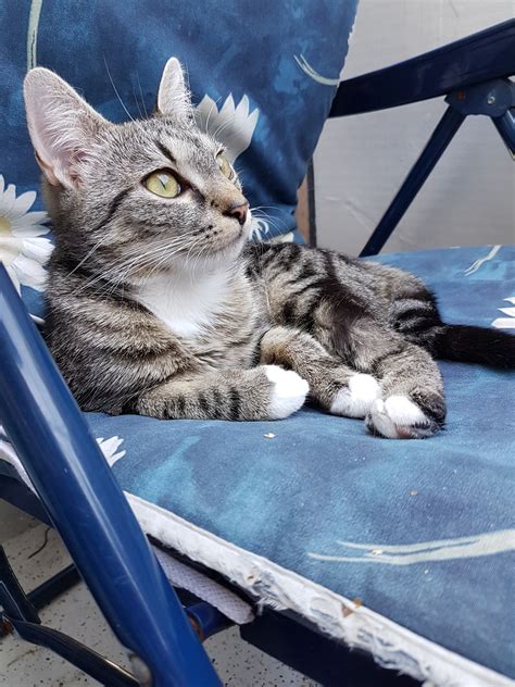 Wettbewerb pausiert - Grinsekatzen - Das Katzenforum für Katzenfreunde