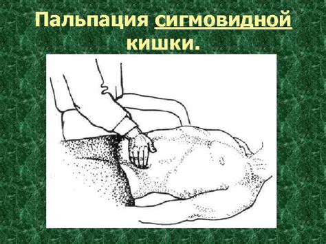 Области передней стенки живота 4 5 6 1