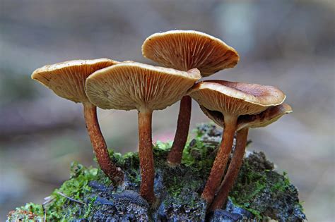 Mushrooms Free Stock Photo - Public Domain Pictures