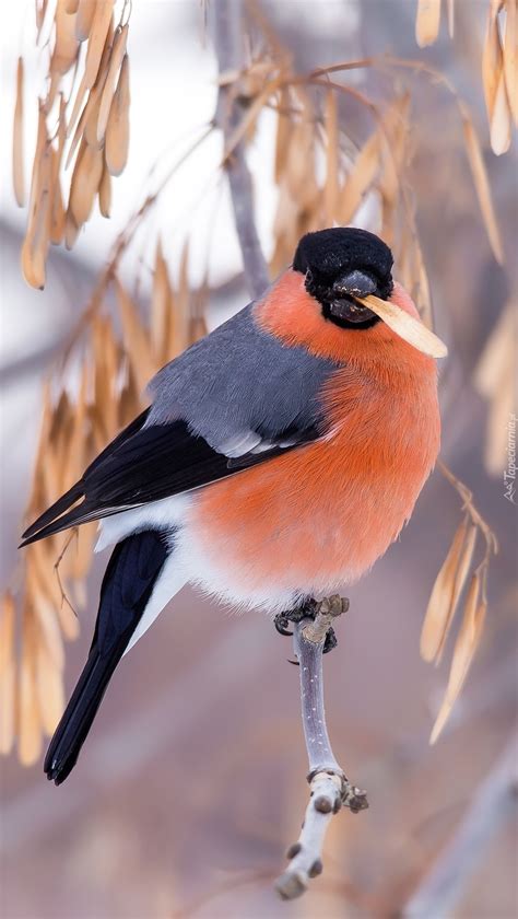 Gil - Tapeta na telefon 