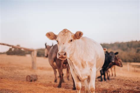 Brown Cow Side View in Low Angle Photography · Free Stock Photo