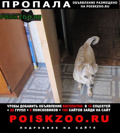 Пропала собака собака пропала Санкт-Петербург, бакс, кремовый, ушки ...