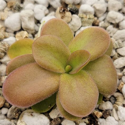 Pinguicula sp. Guatemala | Rainbow Carnivorous Plants LLC