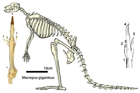 bettongia balbaroo lagotrophus macropus  dendrolagus