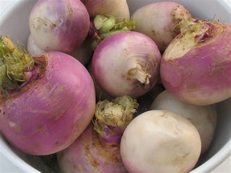how to know when turnips are ready to harvest
