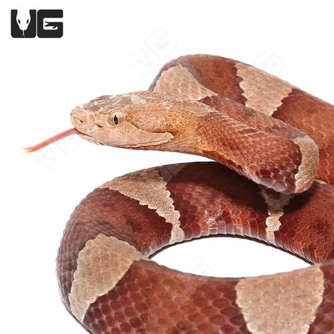 copperhead snakes  sale underground reptiles