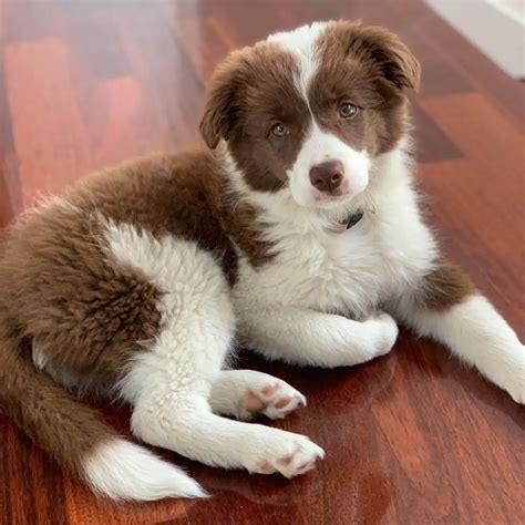 15 Adorable Photos Of Border Collie Puppies That Will Make Everyone ...