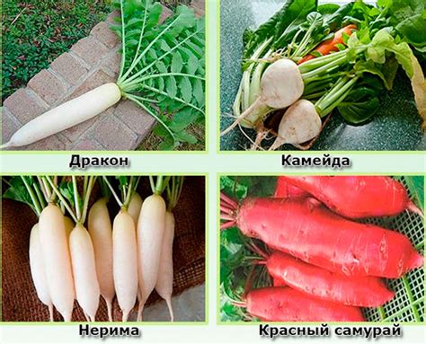Сорта дайкона – АГРАРИЙ
