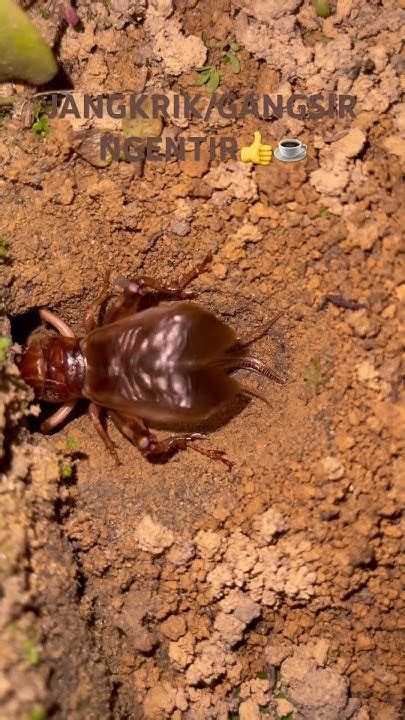 jangkrikgangsirgasirseliringngentir relaxingmusic youtube