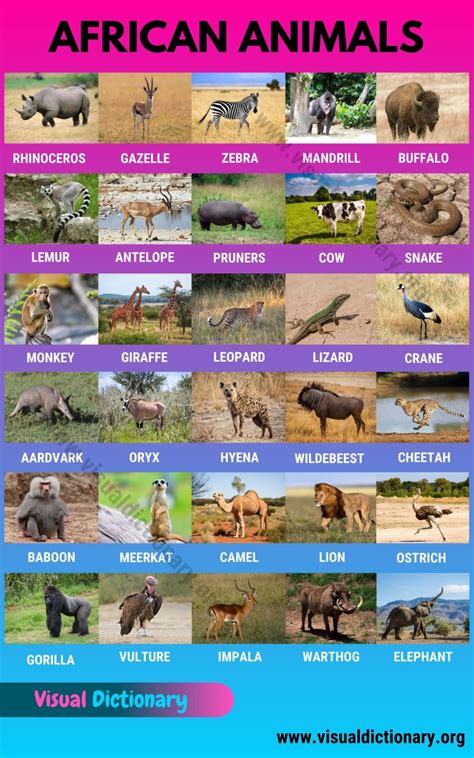 African Animals: Top 35+ Animals in Africa You've Never Heard Before ...