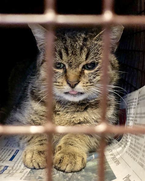 TNR (trap, neuter, return) cat recovering from surgery, lookin adorable ...