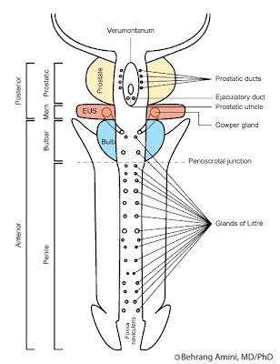 Roentgen Ray Reader: Male Urethra
